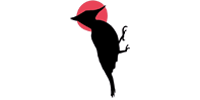 carpintero negro
